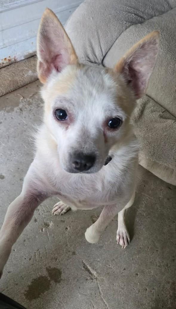 NOODLES, Adoptable, Adult Male Pug & Chihuahua.