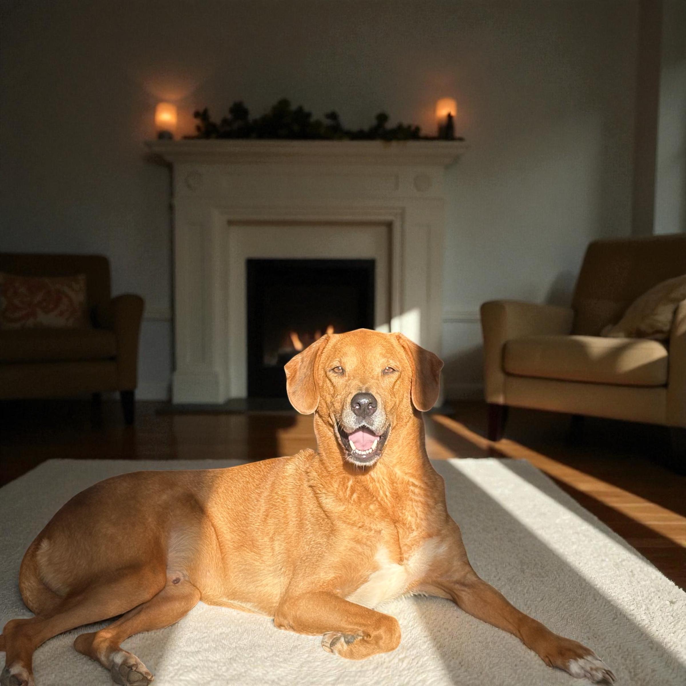 Enlarge Asher, a Adoptable Mixed Breed in Harriman, TN image 1/3