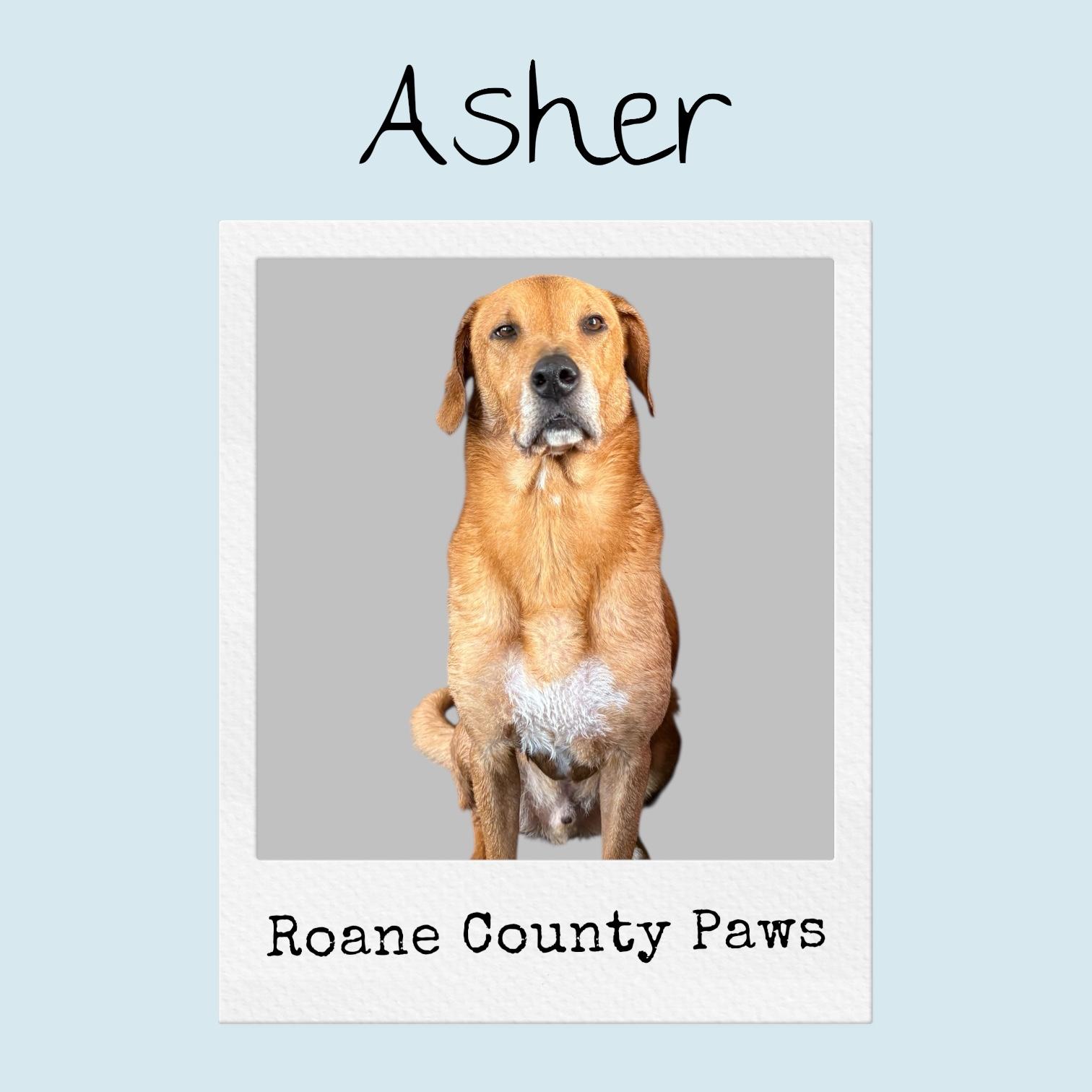 Enlarge Asher, a Adoptable Mixed Breed in Harriman, TN image 3/3