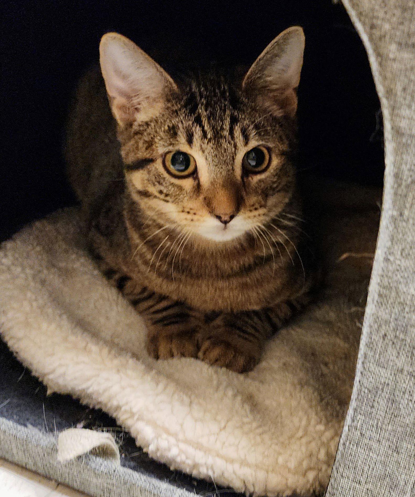 Tom, Adoptable, Kitten Male Tabby & Domestic Short Hair.