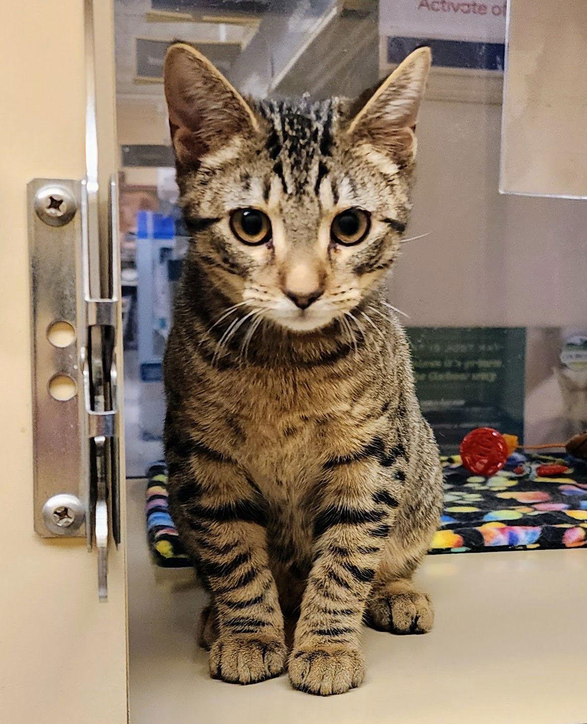 Enlarge Tom, a Adopted mixed breed in Garland, TX image 2/3