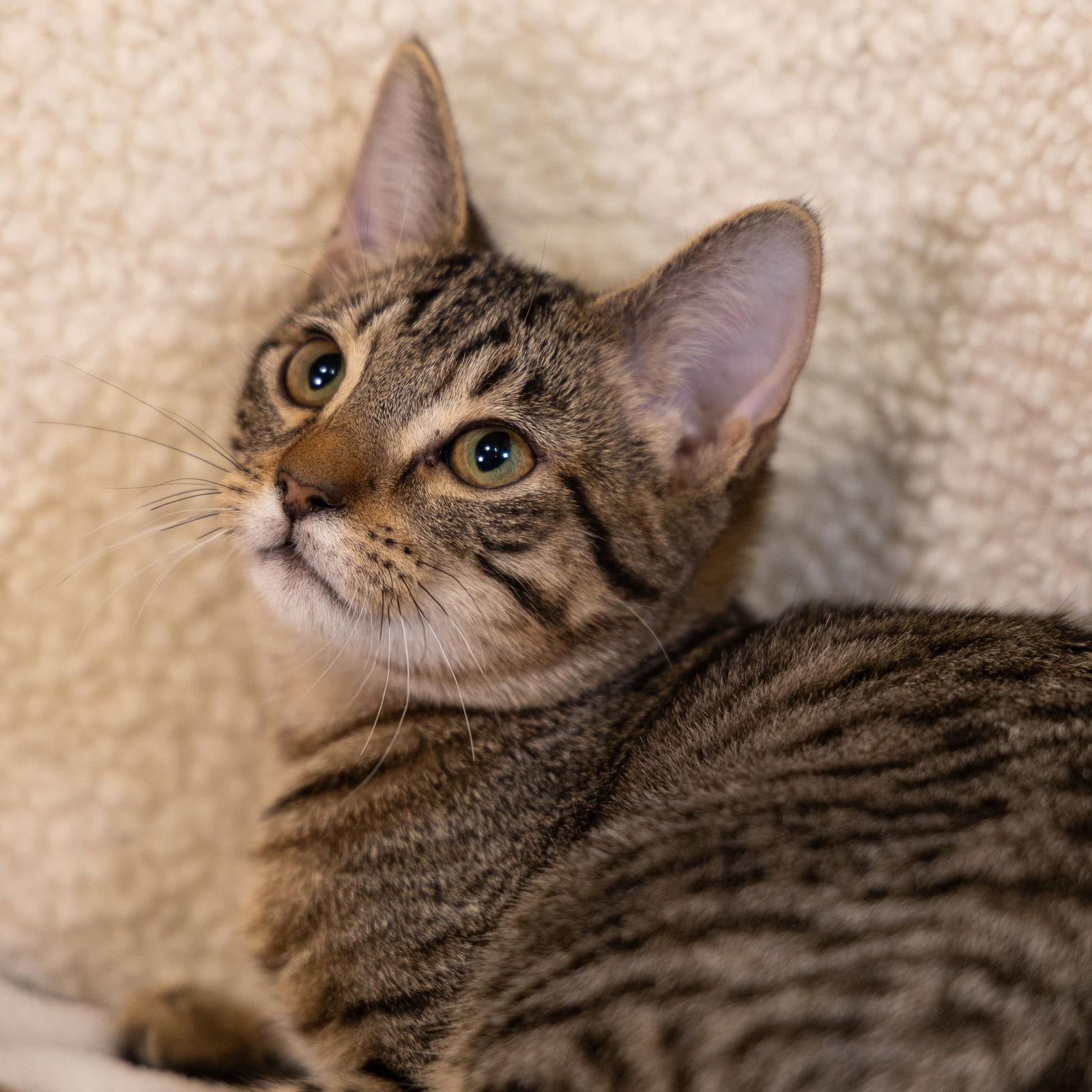 Enlarge Tom, a Adoptable mixed breed in Garland, TX image 1/3