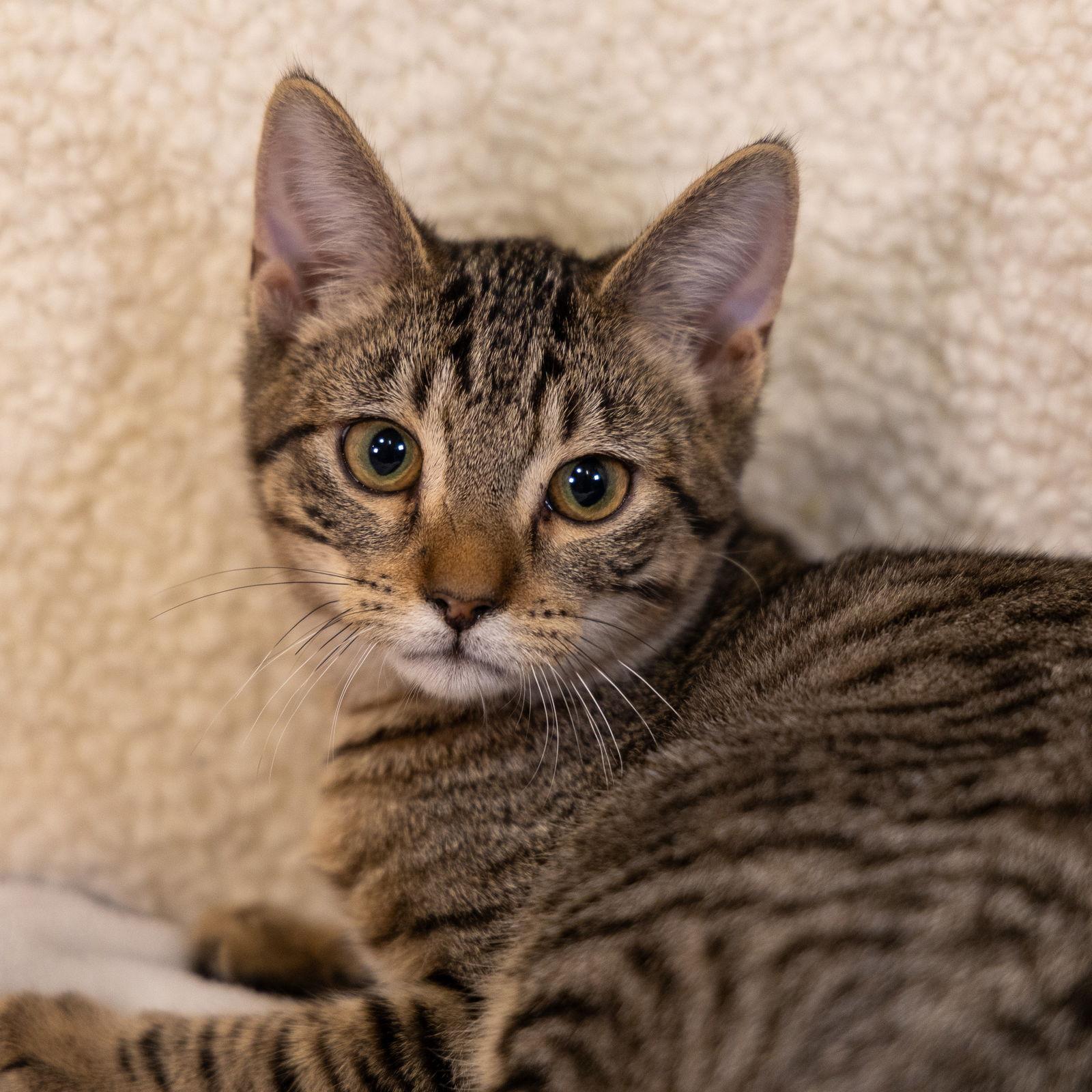 Enlarge Tom, a Adoptable mixed breed in Garland, TX image 2/3