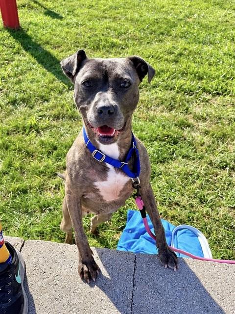 Enlarge STELLA, a Adoptable mixed breed in Olivette, MO image 1/1