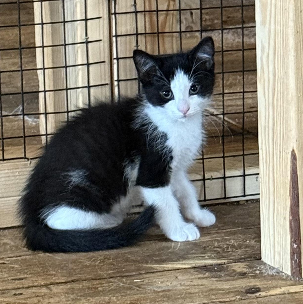 Samson, Baby Male unknown
