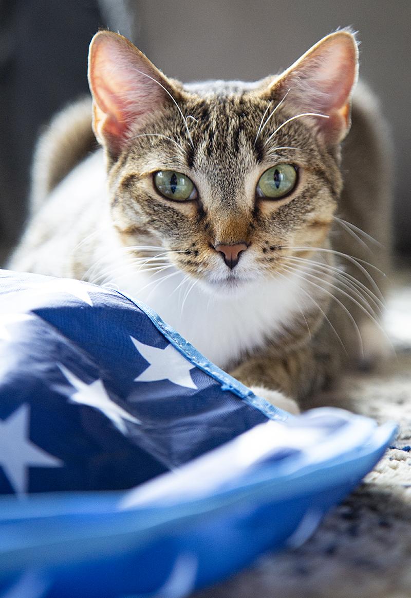 Miss Lizzy (& Eleanor), a Adoptable Domestic Short Hair in Chicago, IL image 3/6