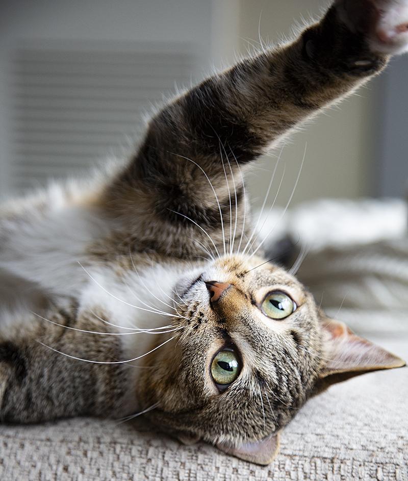 Miss Lizzy (& Eleanor), a Adoptable Domestic Short Hair in Chicago, IL image 5/6