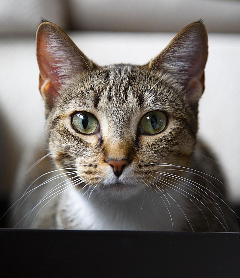 Miss Lizzy (& Eleanor), Young Female Domestic Short Hair