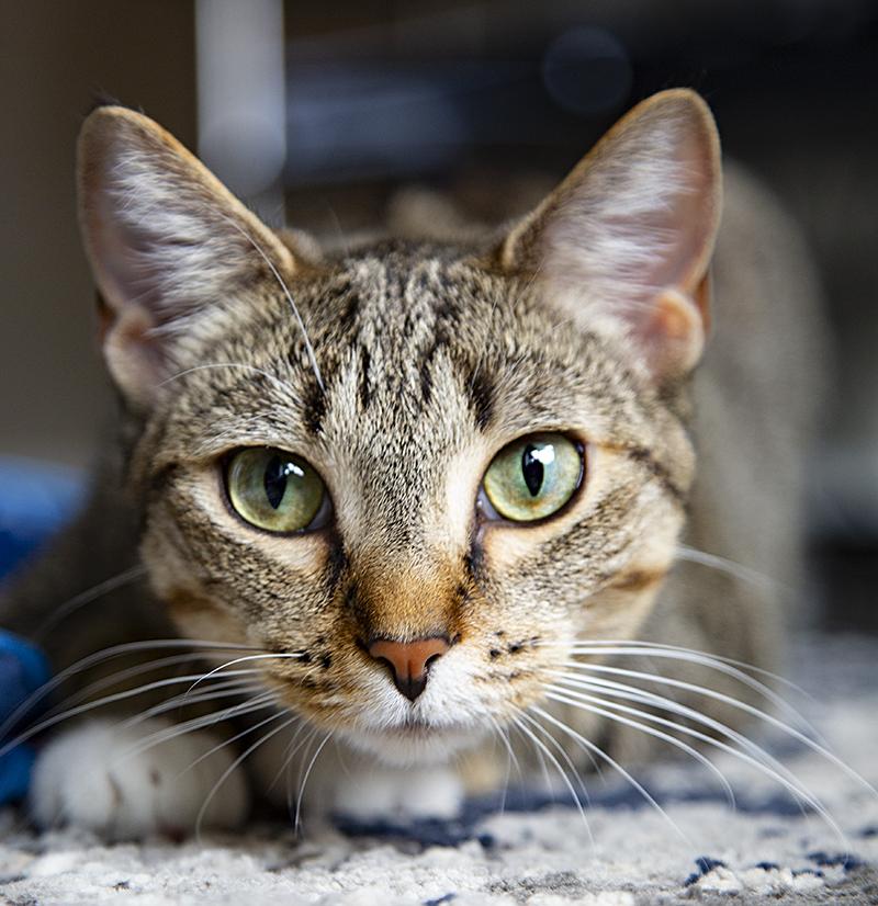 Miss Lizzy (& Eleanor), a Adoptable Domestic Short Hair in Chicago, IL image 2/6