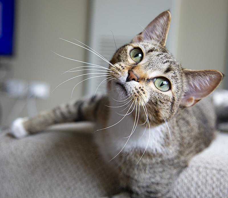 Miss Lizzy (& Eleanor), a Adoptable Domestic Short Hair in Chicago, IL image 4/6