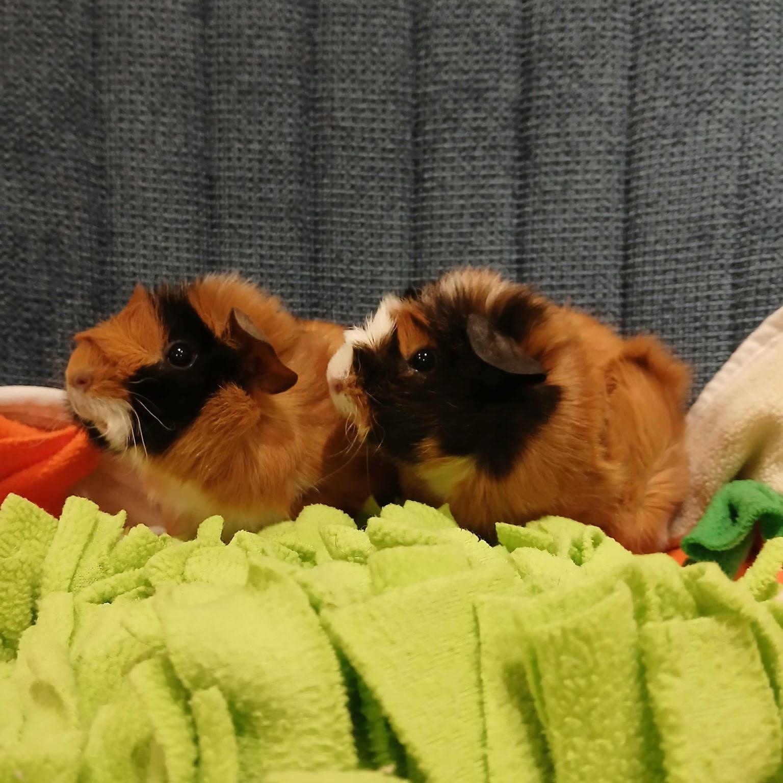 Samuel & Sawyer, ADOPTABLE, Young Male Abyssinian.