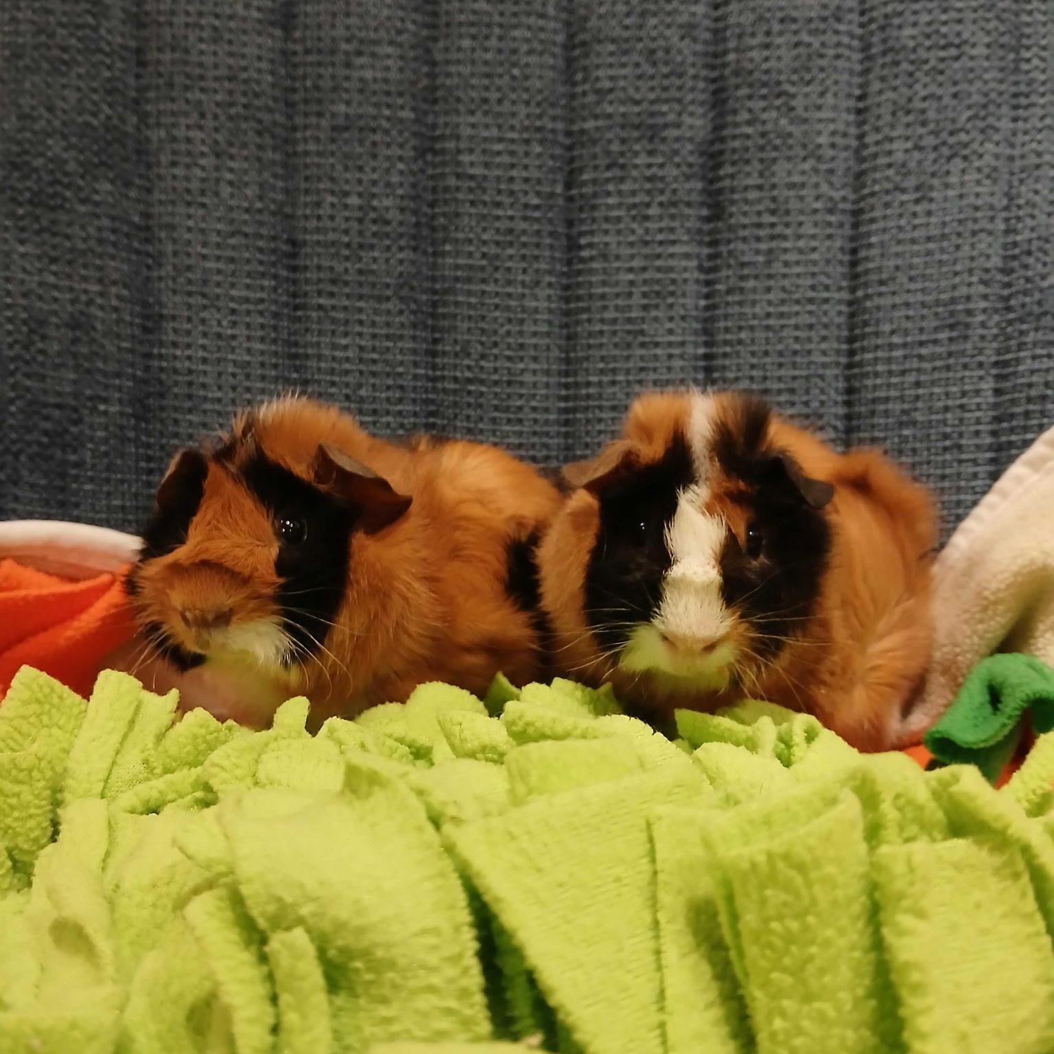 Enlarge Samuel & Sawyer, an adopted Abyssinian in San Antonio, TX image 2/2