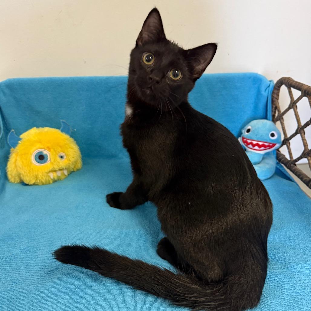 Enlarge Donatello, a Adoptable Domestic Short Hair in Houston, TX image 1/1