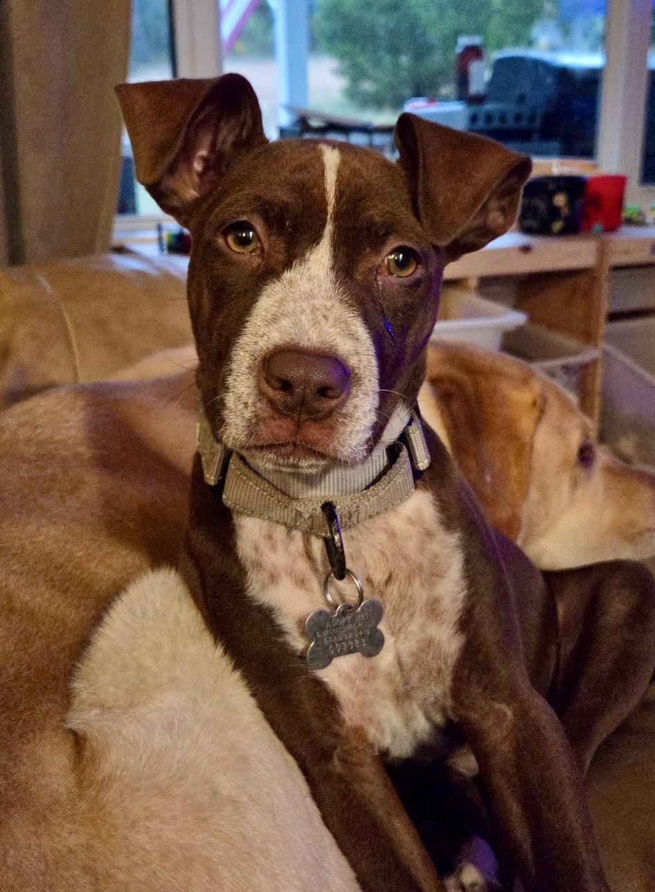 Enlarge SAMANTHA, a Adoptable mixed breed in La Grange, KY image 5/6