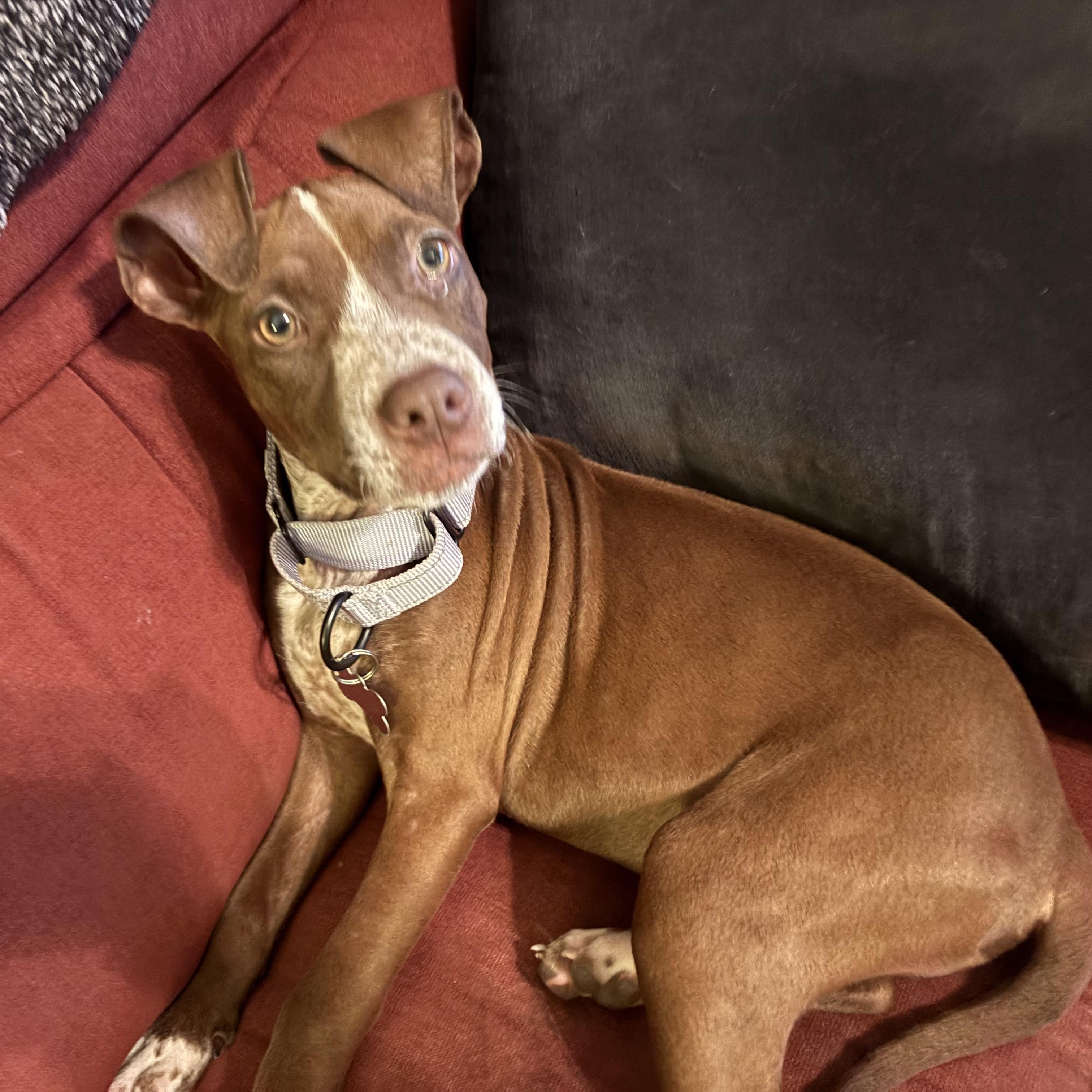 Enlarge SAMANTHA, a Adoptable mixed breed in La Grange, KY image 6/6