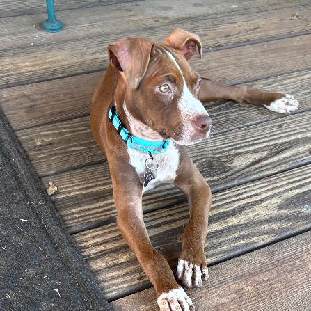 Enlarge SAMANTHA, a Adoptable mixed breed in La Grange, KY image 4/6