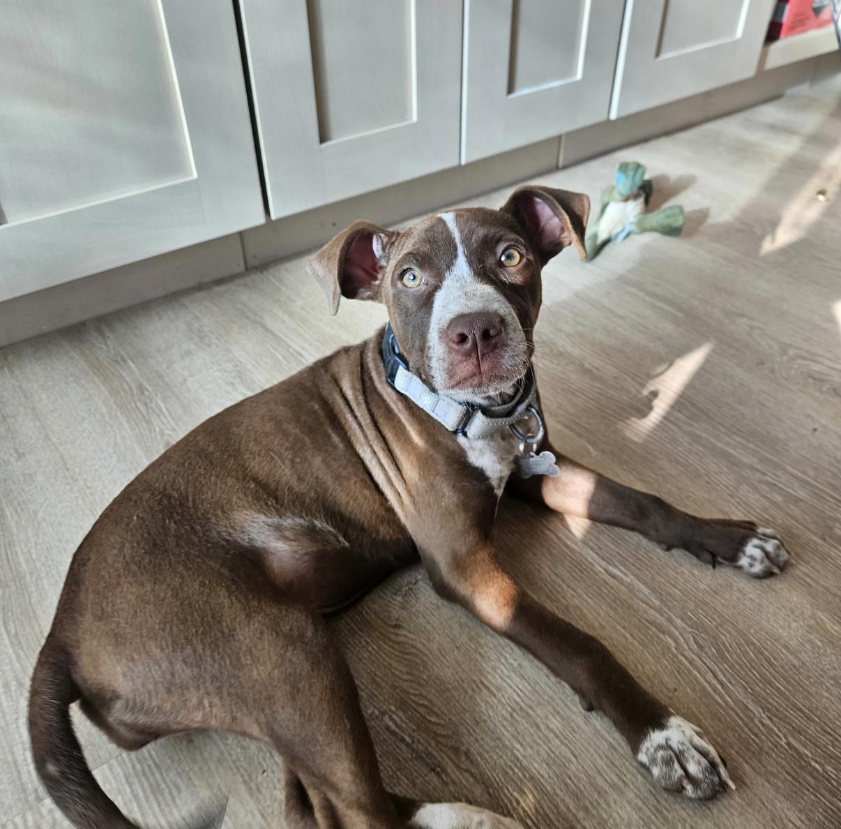 Enlarge SAMANTHA, a Adoptable mixed breed in La Grange, KY image 2/6