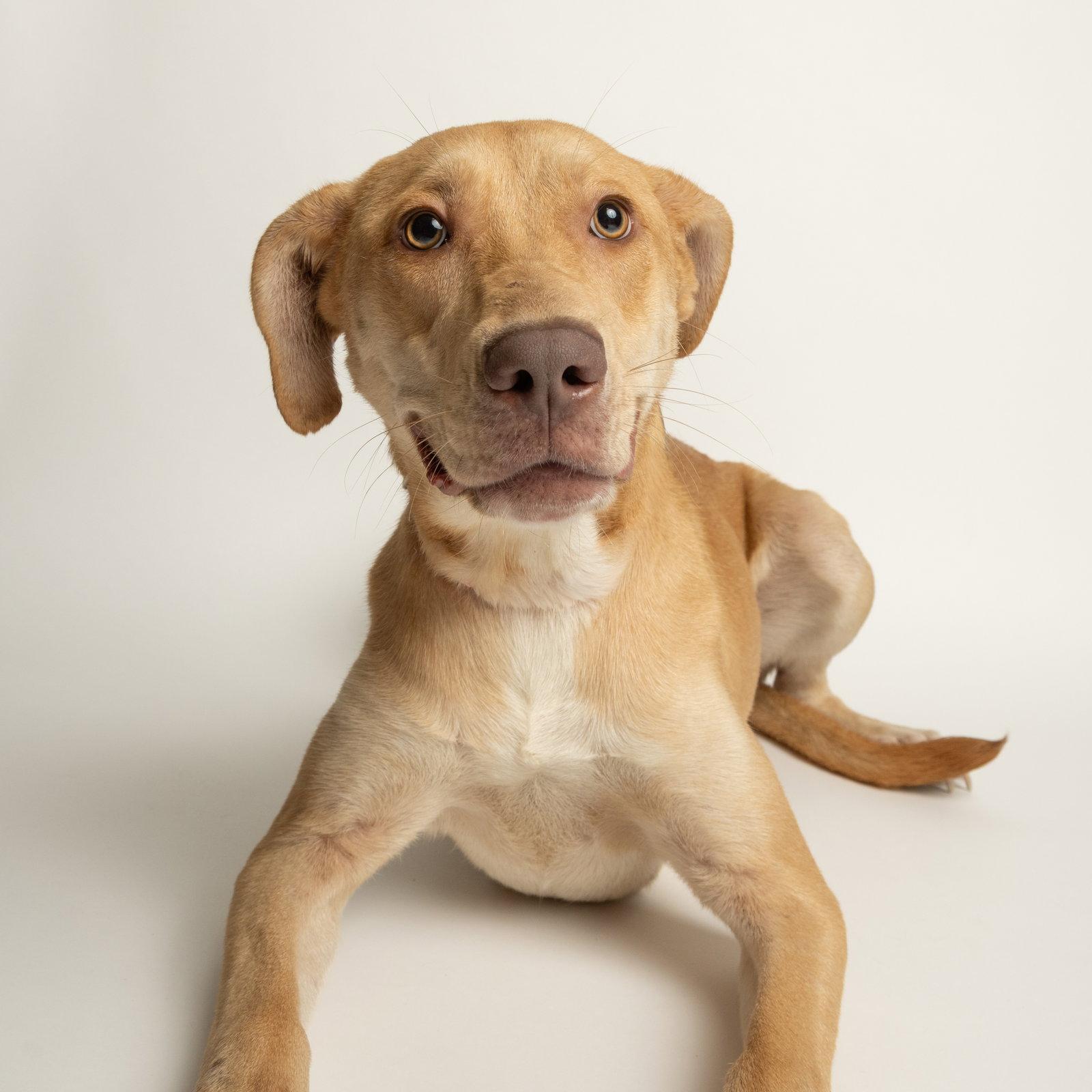 Leona, Adopted, Puppy Female Labrador Retriever.