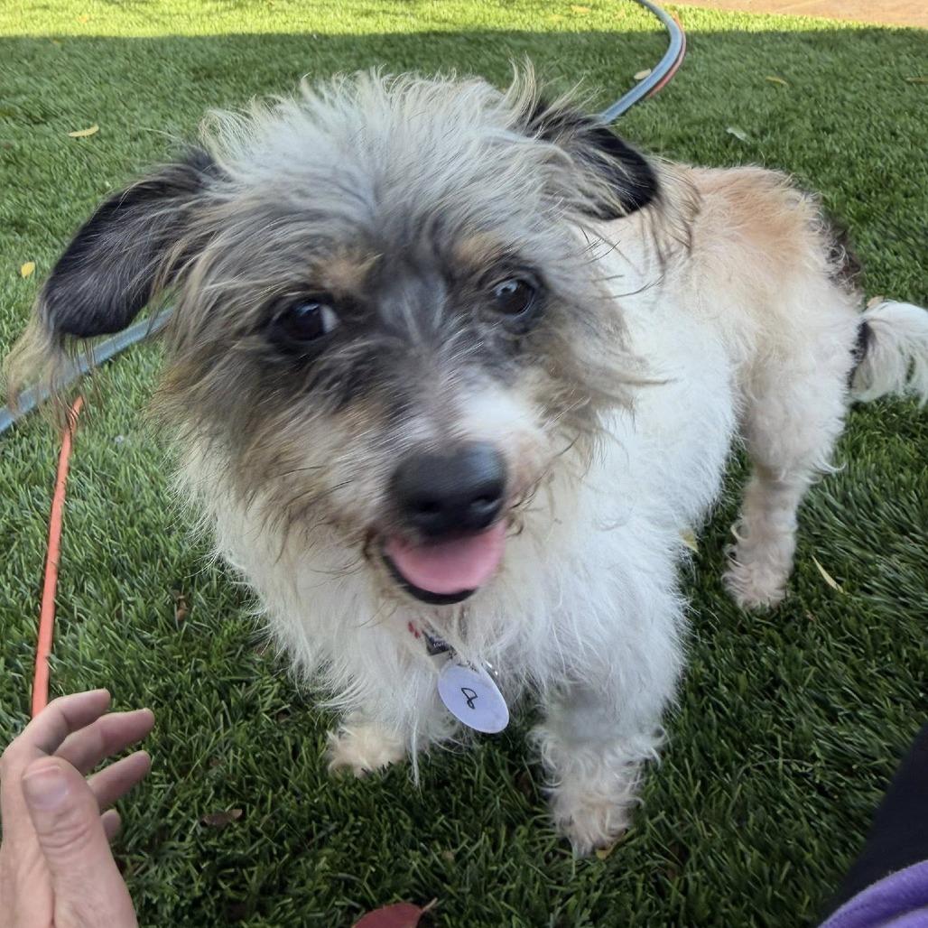 Spirit — thumbnail 2