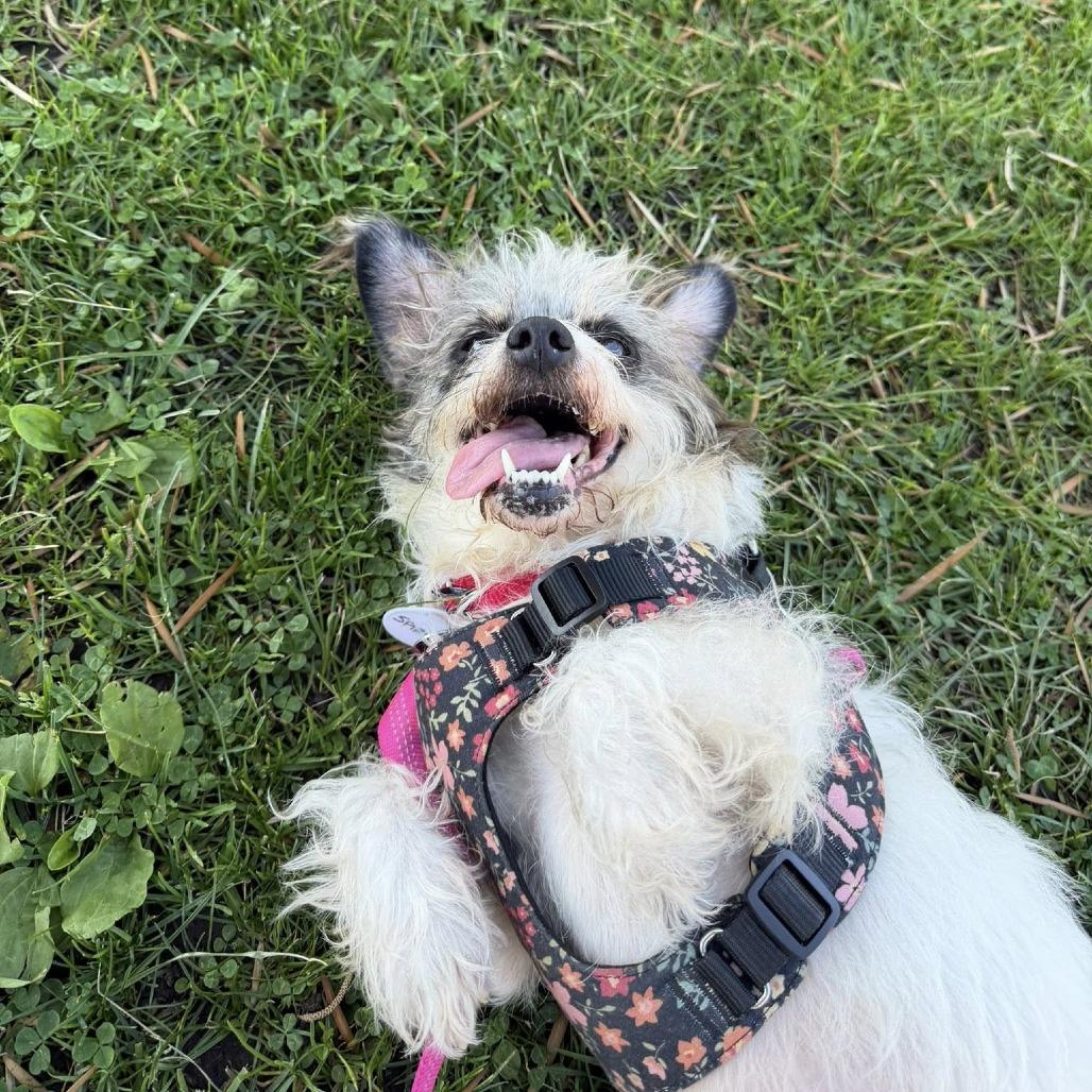 Spirit — thumbnail 5