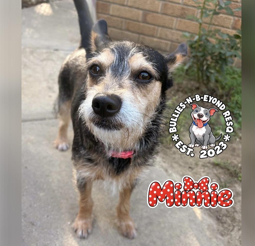 Enlarge Minnie, a Adoptable mixed breed in Omaha, NE image 1/5