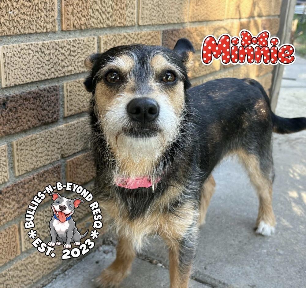 Enlarge Minnie, a Adoptable mixed breed in Omaha, NE image 2/5