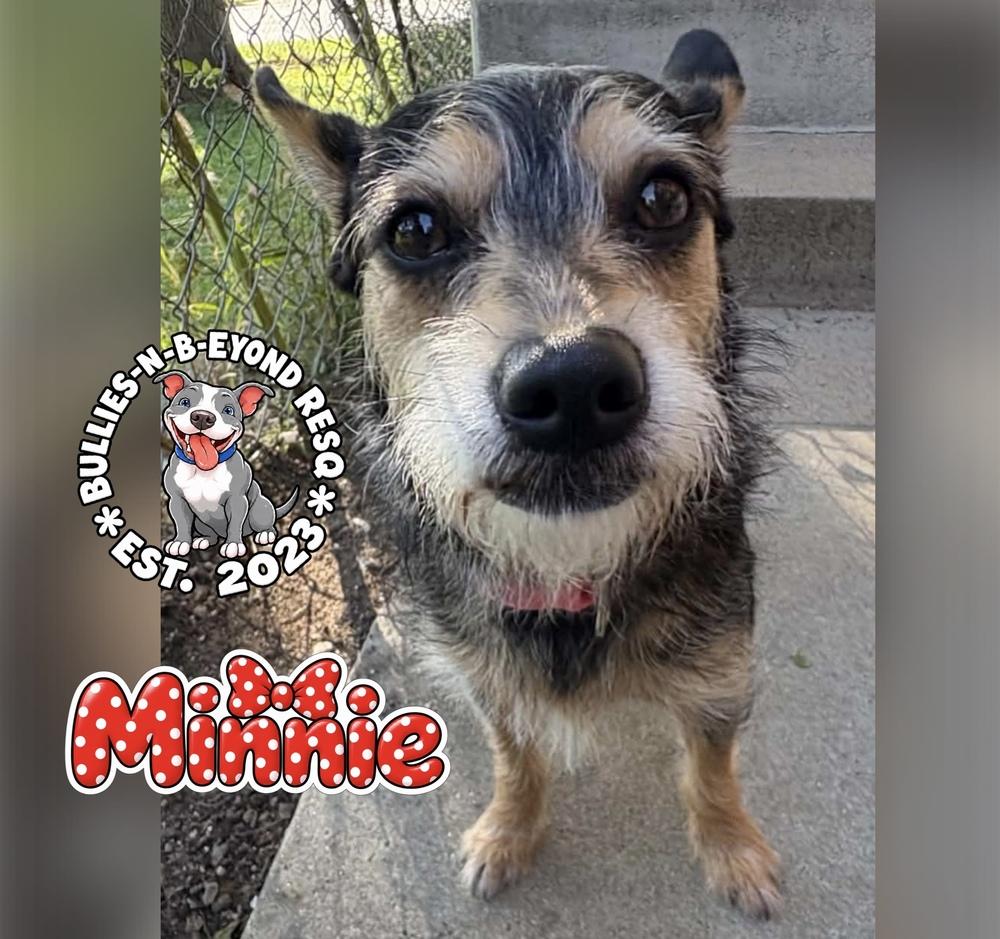 Enlarge Minnie, a Adoptable mixed breed in Omaha, NE image 3/5