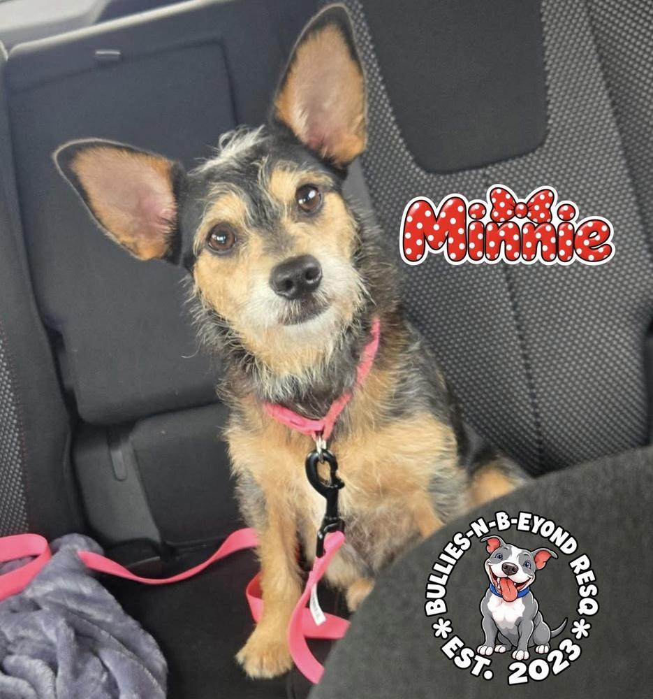 Enlarge Minnie, a Adoptable mixed breed in Omaha, NE image 4/5