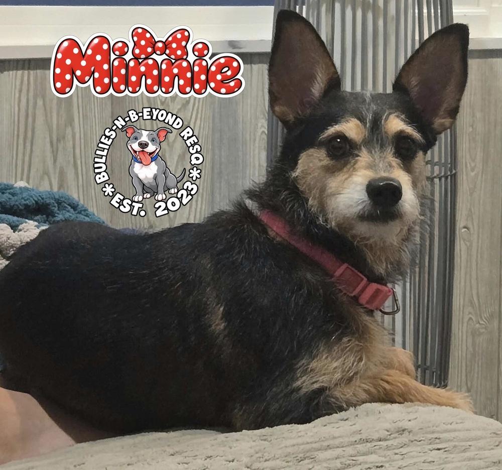 Enlarge Minnie, a Adoptable mixed breed in Omaha, NE image 5/5