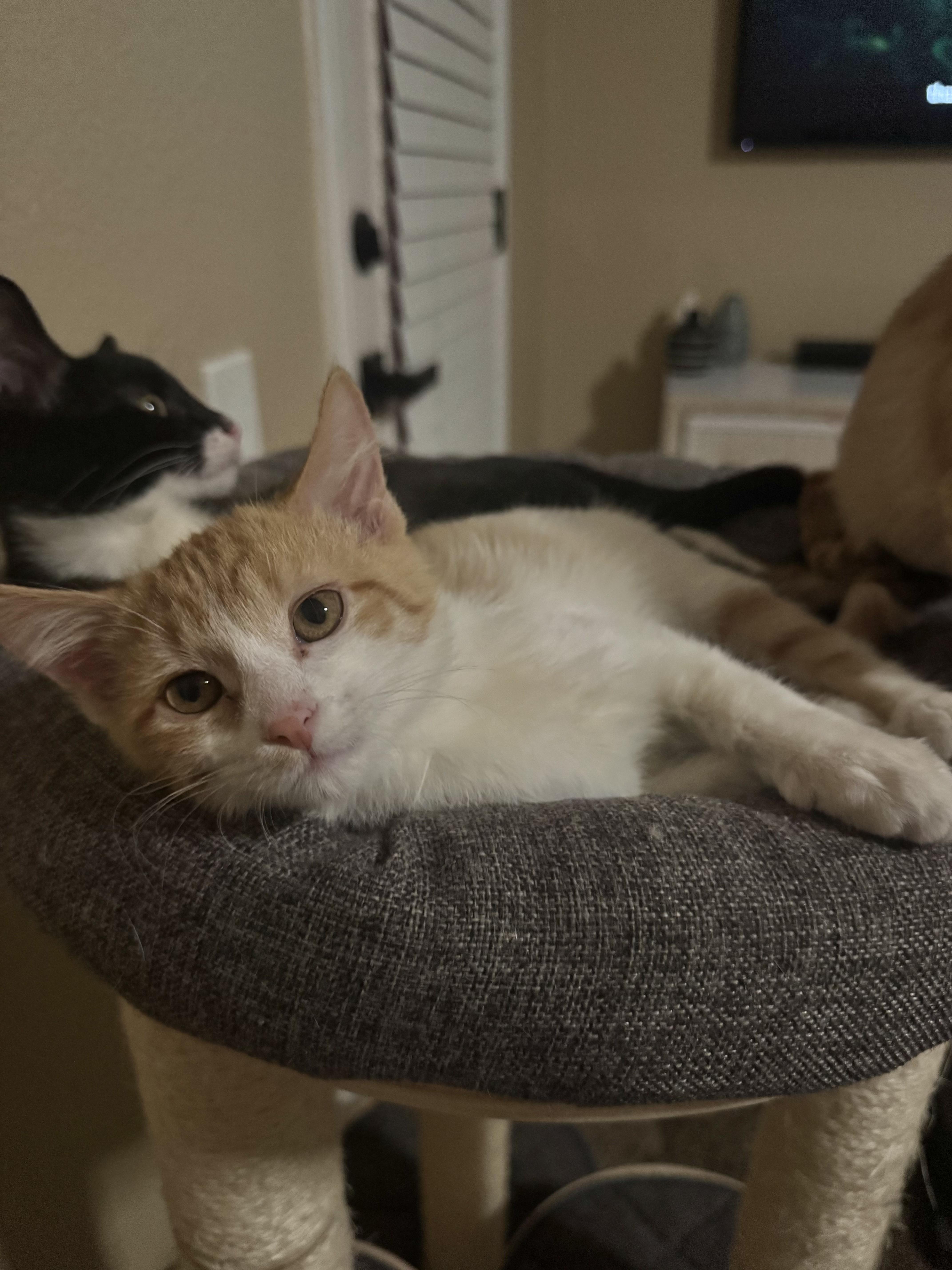 Shy Eve, ADOPTABLE, Kitten Male Domestic Short Hair.