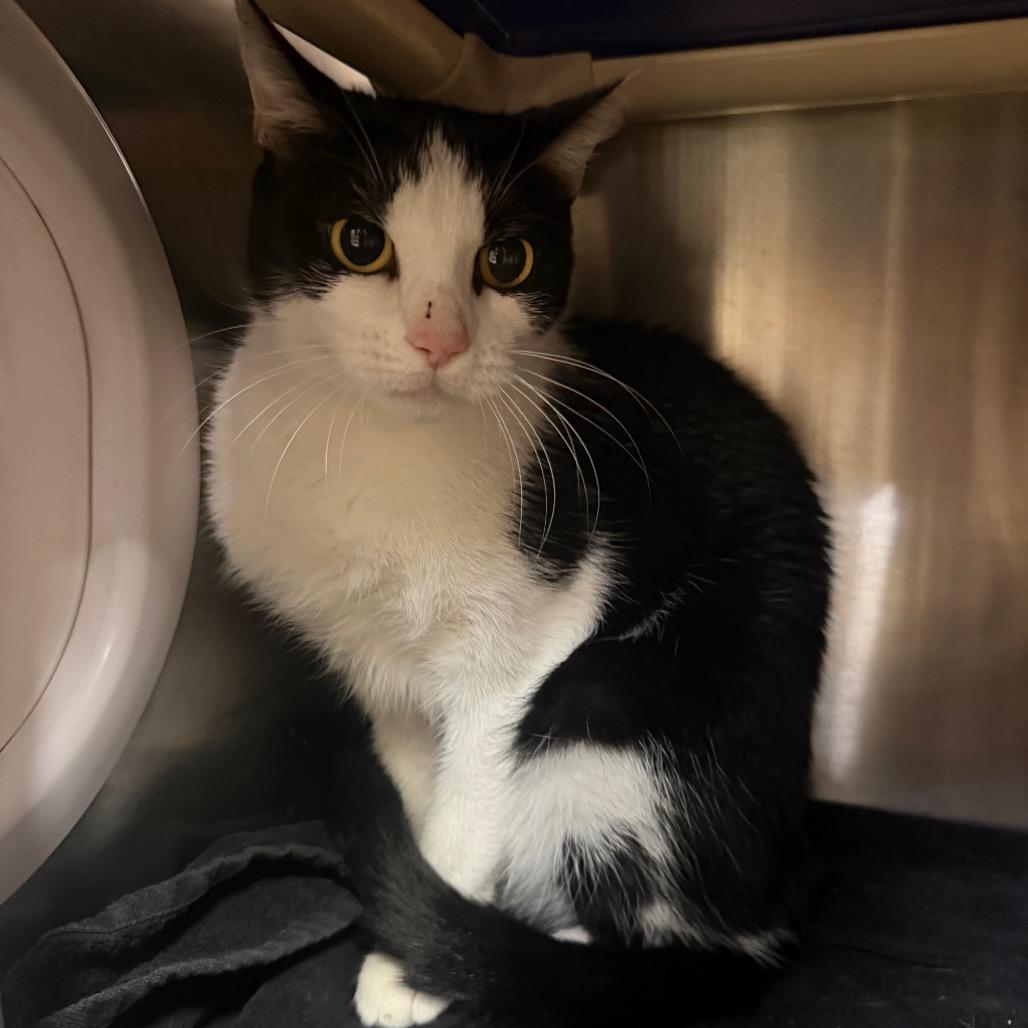 MONT-Stray-60007, Adoptable, Adult Female Domestic Short Hair.