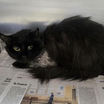 Enlarge Sammy, a ADOPTABLE Domestic Long Hair in Phoenixville, PA image 2/2