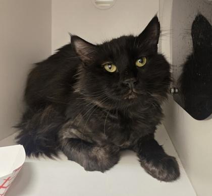 Enlarge Sammy, a ADOPTABLE Domestic Long Hair in Phoenixville, PA image 1/2