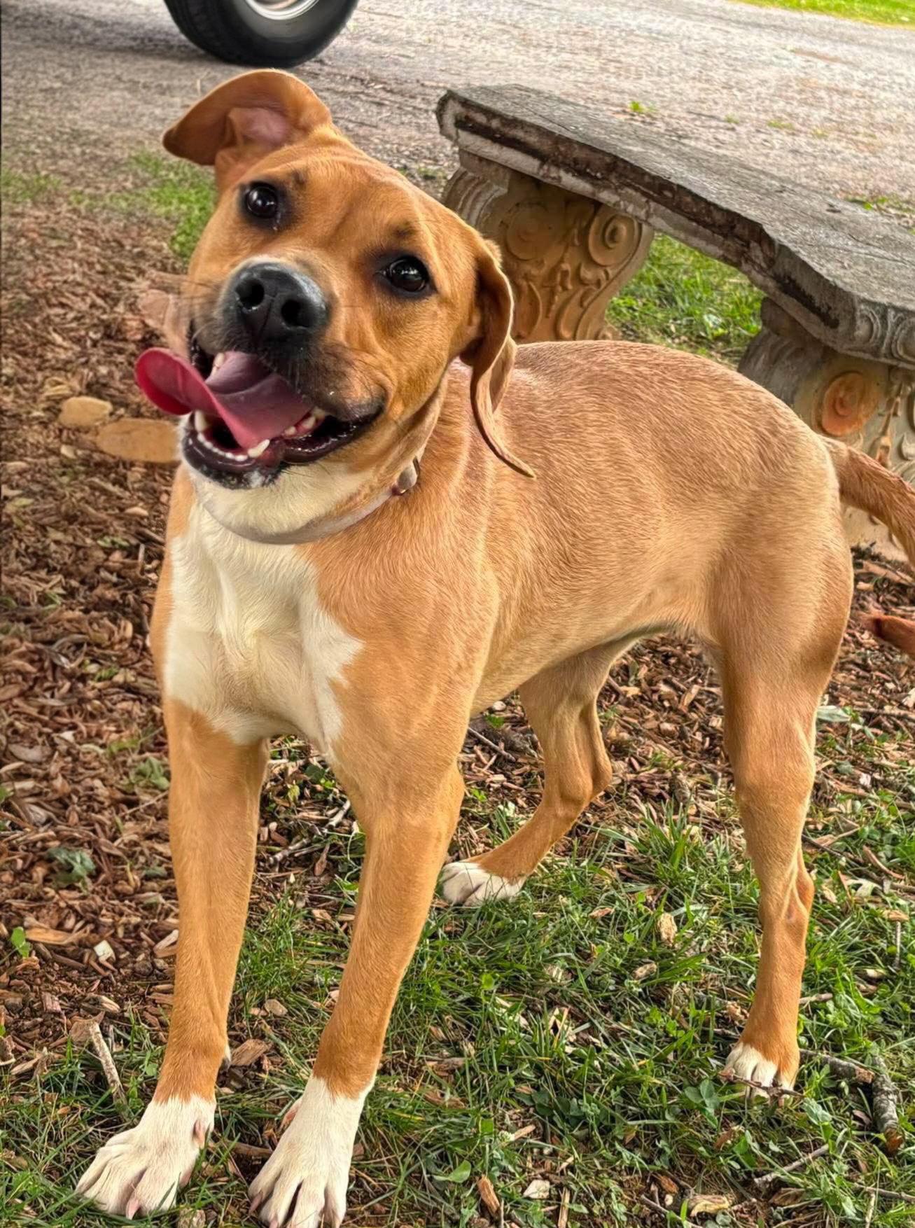Merci - Not at shelter (Jackie), a Adopted Pit Bull Terrier in Rustburg, VA image 1/3