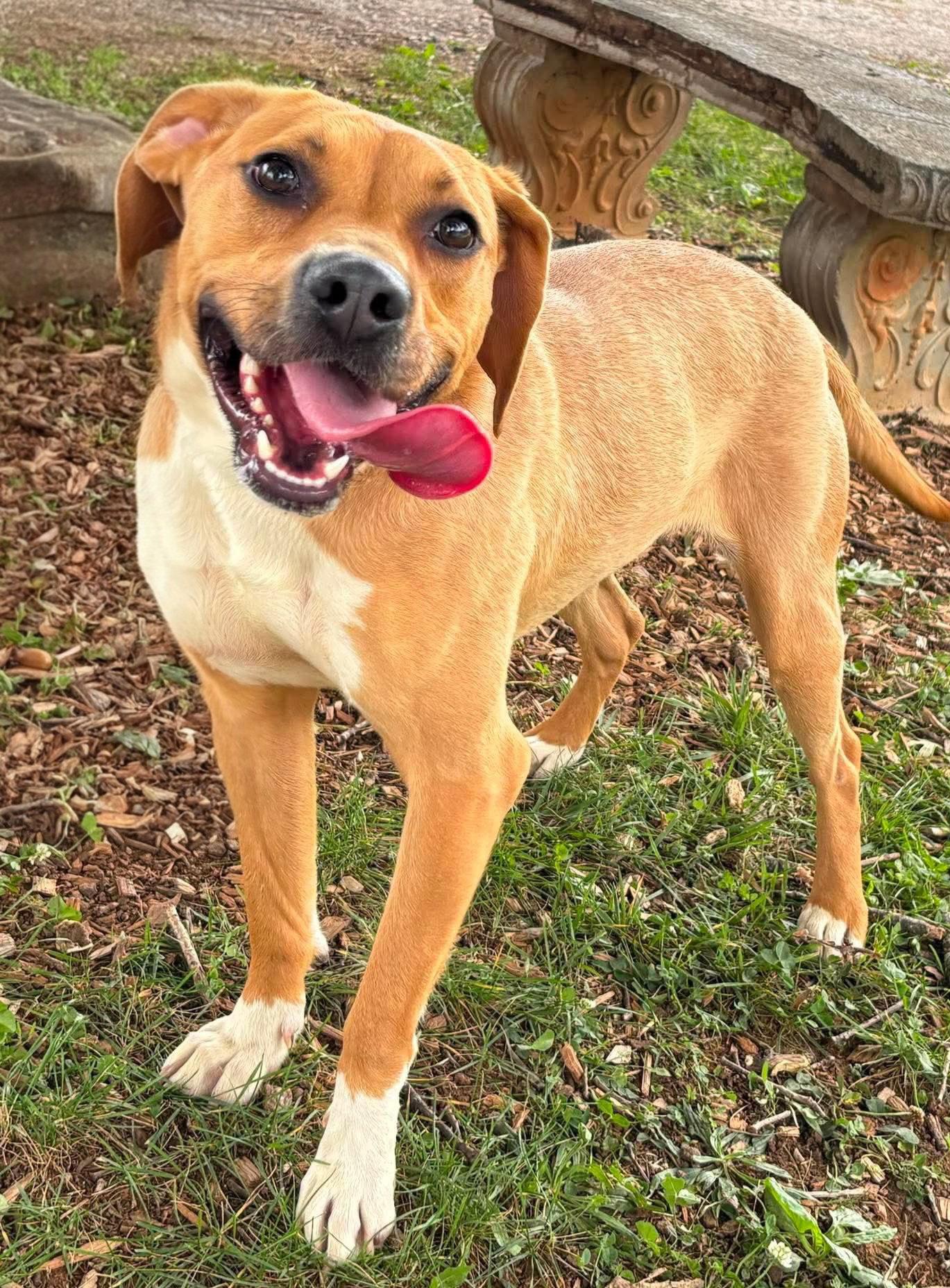 Merci - Not at shelter (Jackie), a Adopted Pit Bull Terrier in Rustburg, VA image 2/3