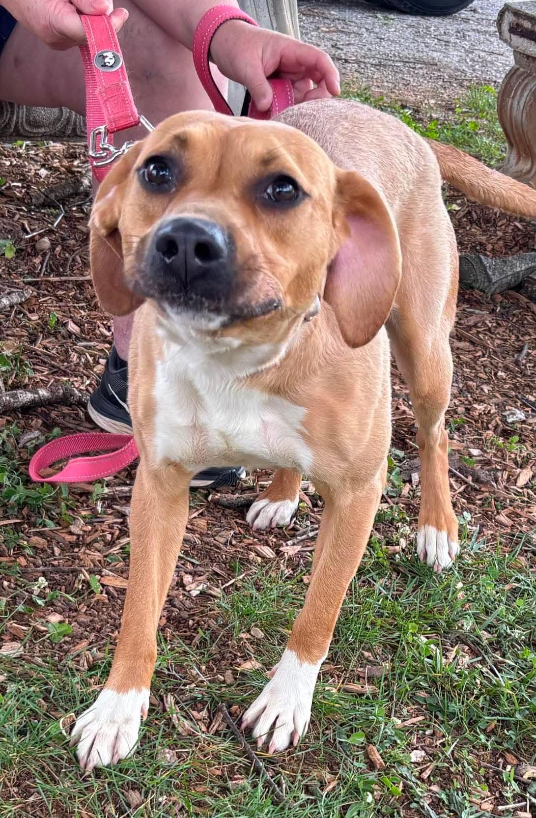 Merci - Not at shelter (Jackie), a Adopted Pit Bull Terrier in Rustburg, VA image 3/3