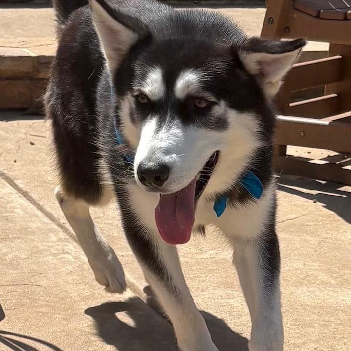Enlarge Winter, a ADOPTABLE Husky in Rocky Point, NY image 5/5