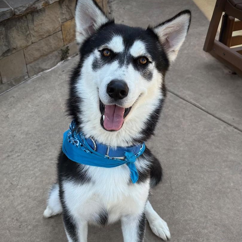 Enlarge Winter, a ADOPTABLE Husky in Rocky Point, NY image 4/5