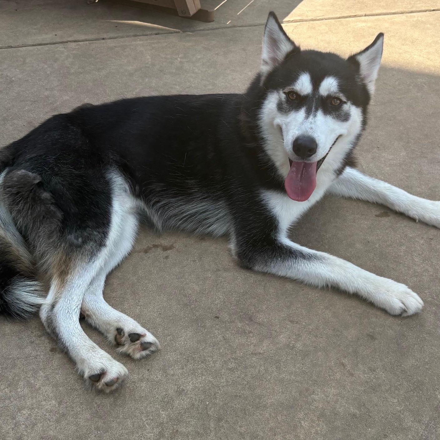 Enlarge Winter, a ADOPTABLE Husky in Rocky Point, NY image 3/5
