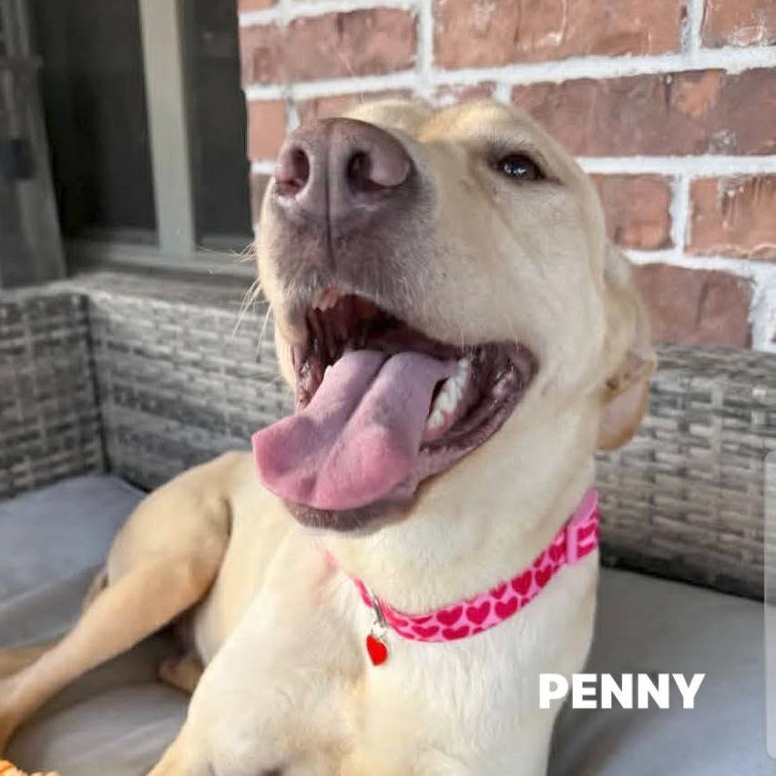 Enlarge Penny, a ADOPTABLE mixed breed in Bethpage, NY image 2/3