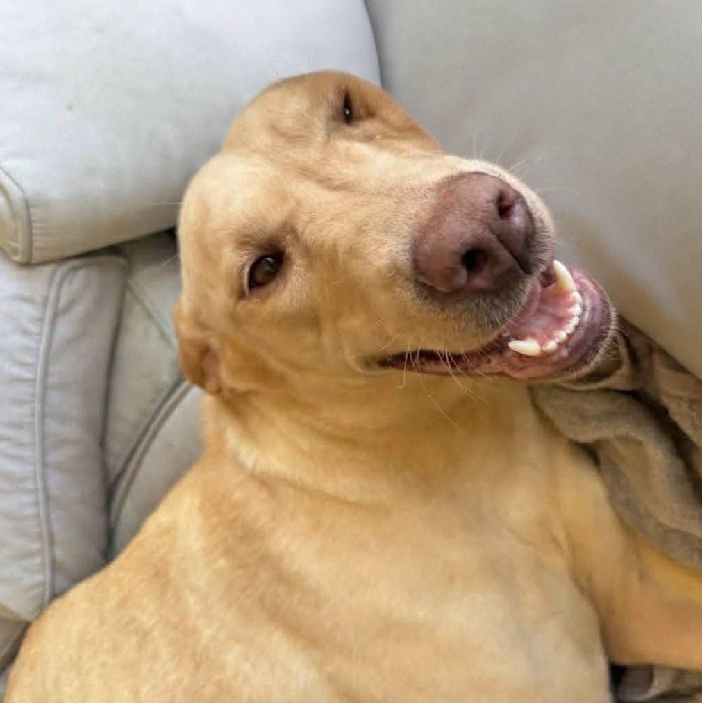 Enlarge Penny, a ADOPTABLE mixed breed in Bethpage, NY image 3/3