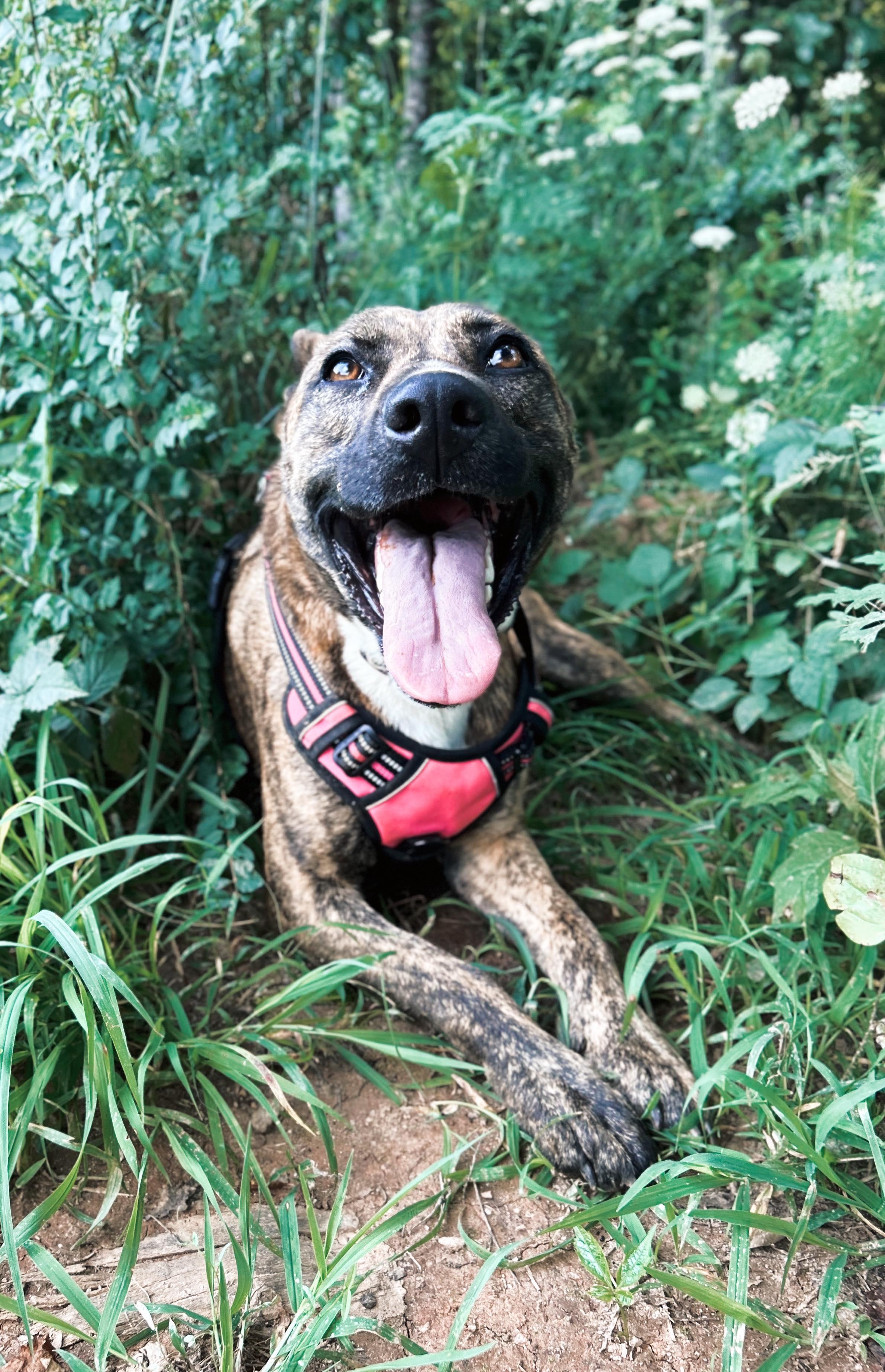 Enlarge Daisy, a Adoptable Dutch Shepherd in Rutherfordton, NC image 1/4