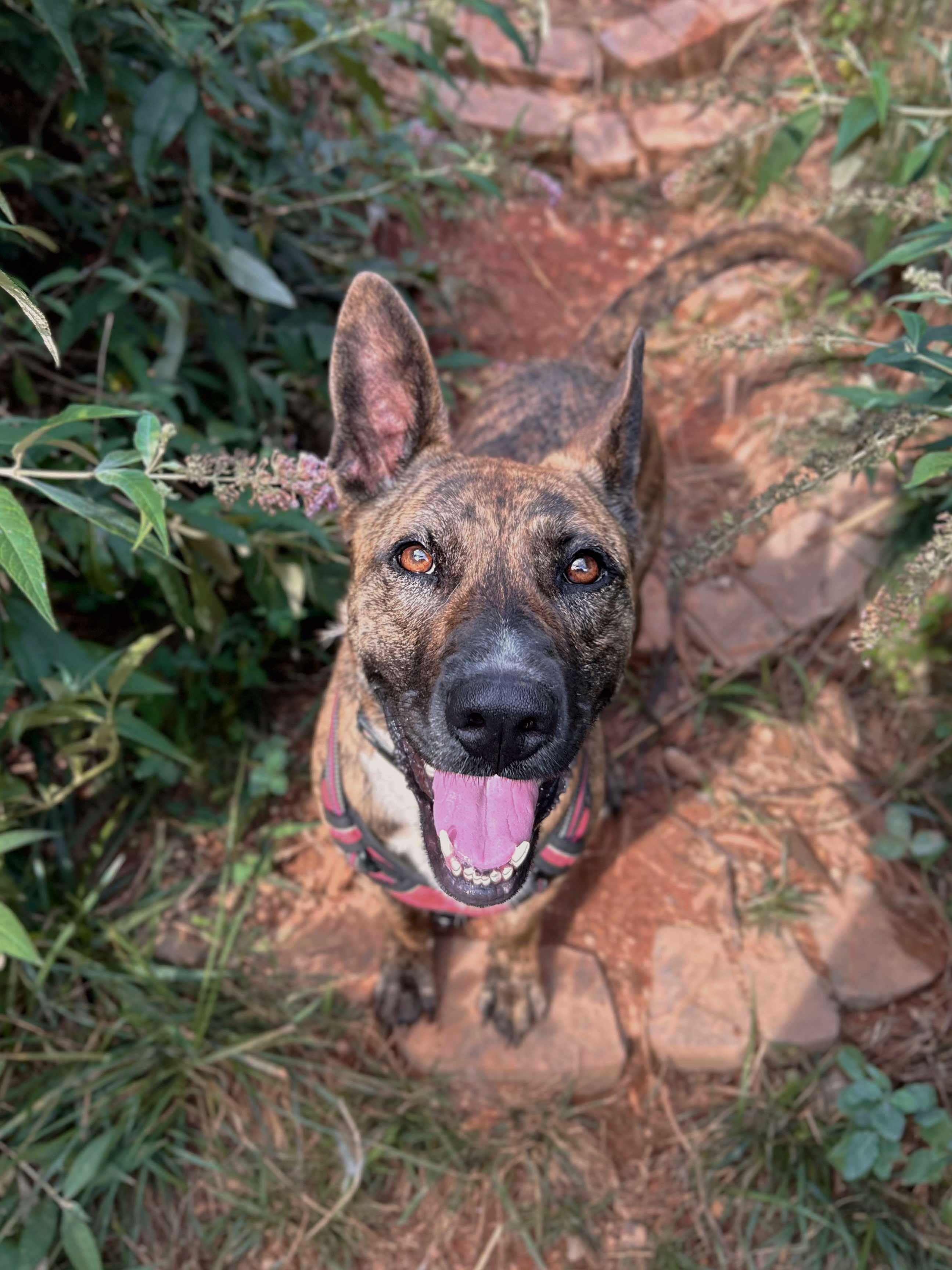 Enlarge Daisy, a Adoptable Dutch Shepherd in Rutherfordton, NC image 2/4