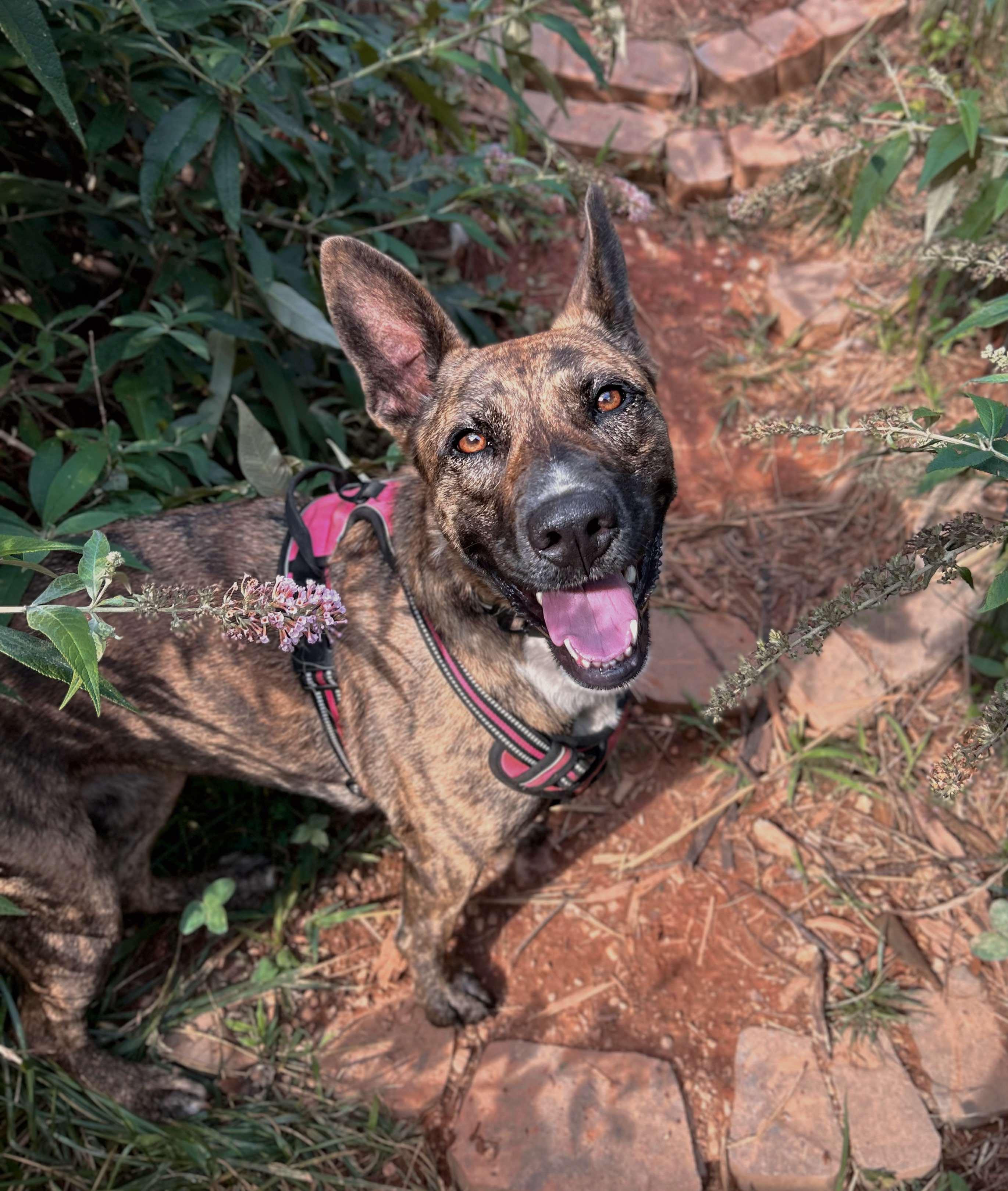 Enlarge Daisy, a Adoptable Dutch Shepherd in Rutherfordton, NC image 3/4