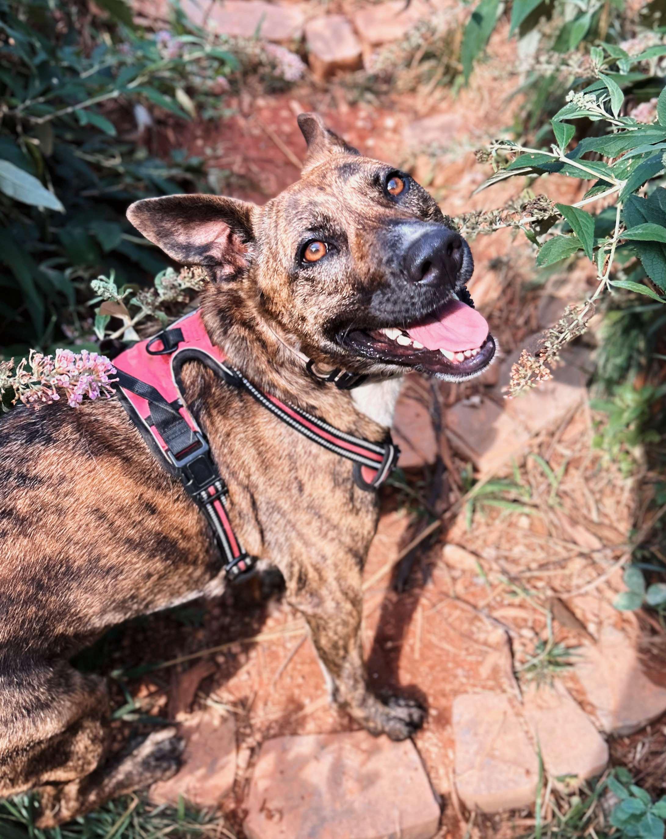 Enlarge Daisy, a Adoptable Dutch Shepherd in Rutherfordton, NC image 4/4