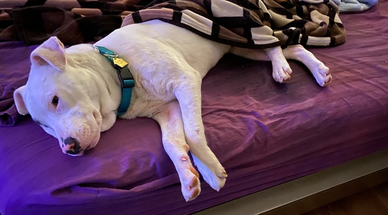 Enlarge Pluto, a Adopted mixed breed in Fort Worth, TX image 1/22