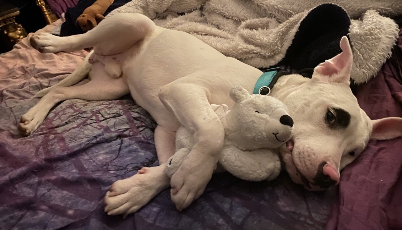 Enlarge Pluto, a Adopted mixed breed in Fort Worth, TX image 2/22