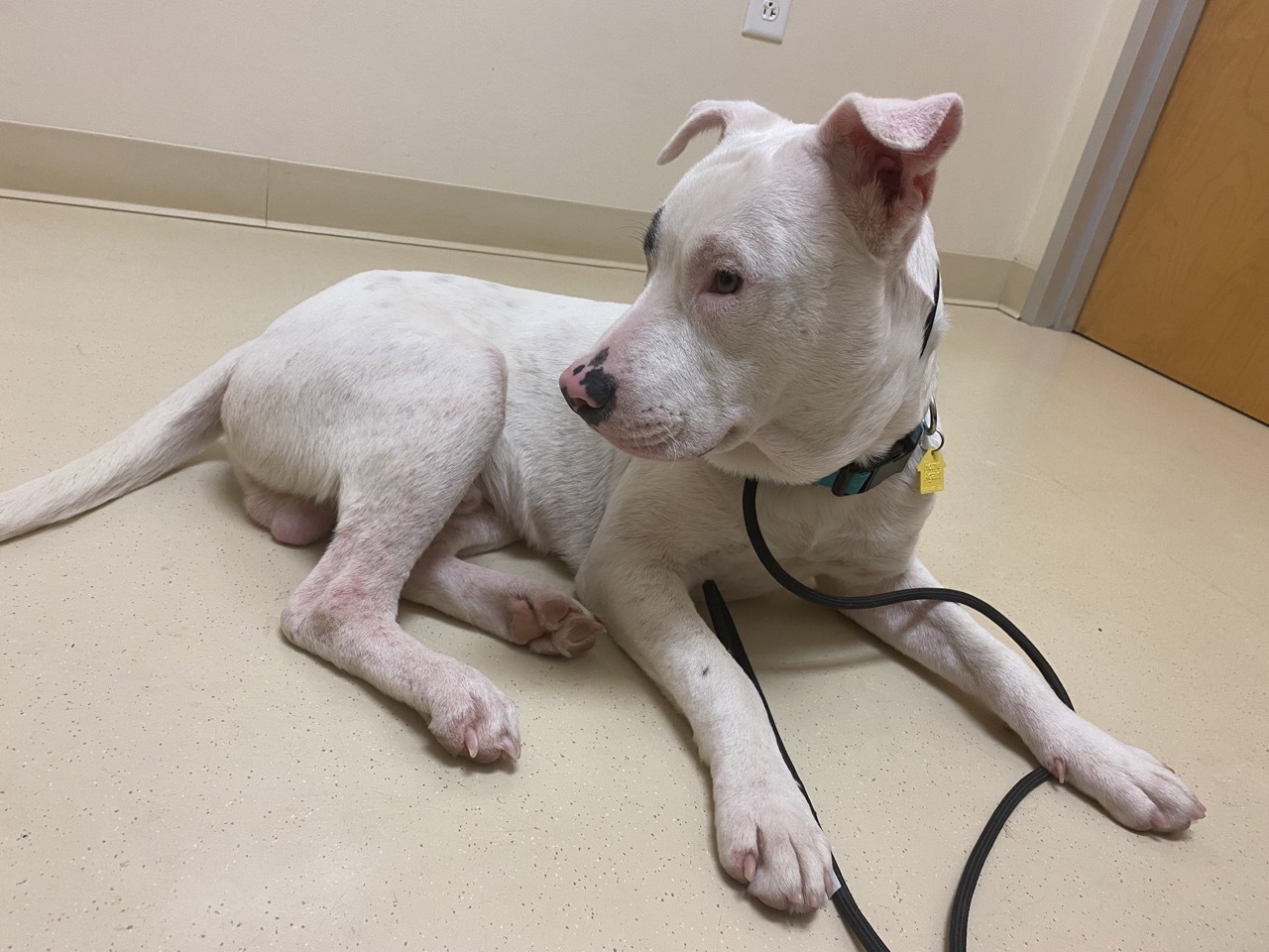 Pluto, Adopted, Adult Male Pit Bull Terrier.