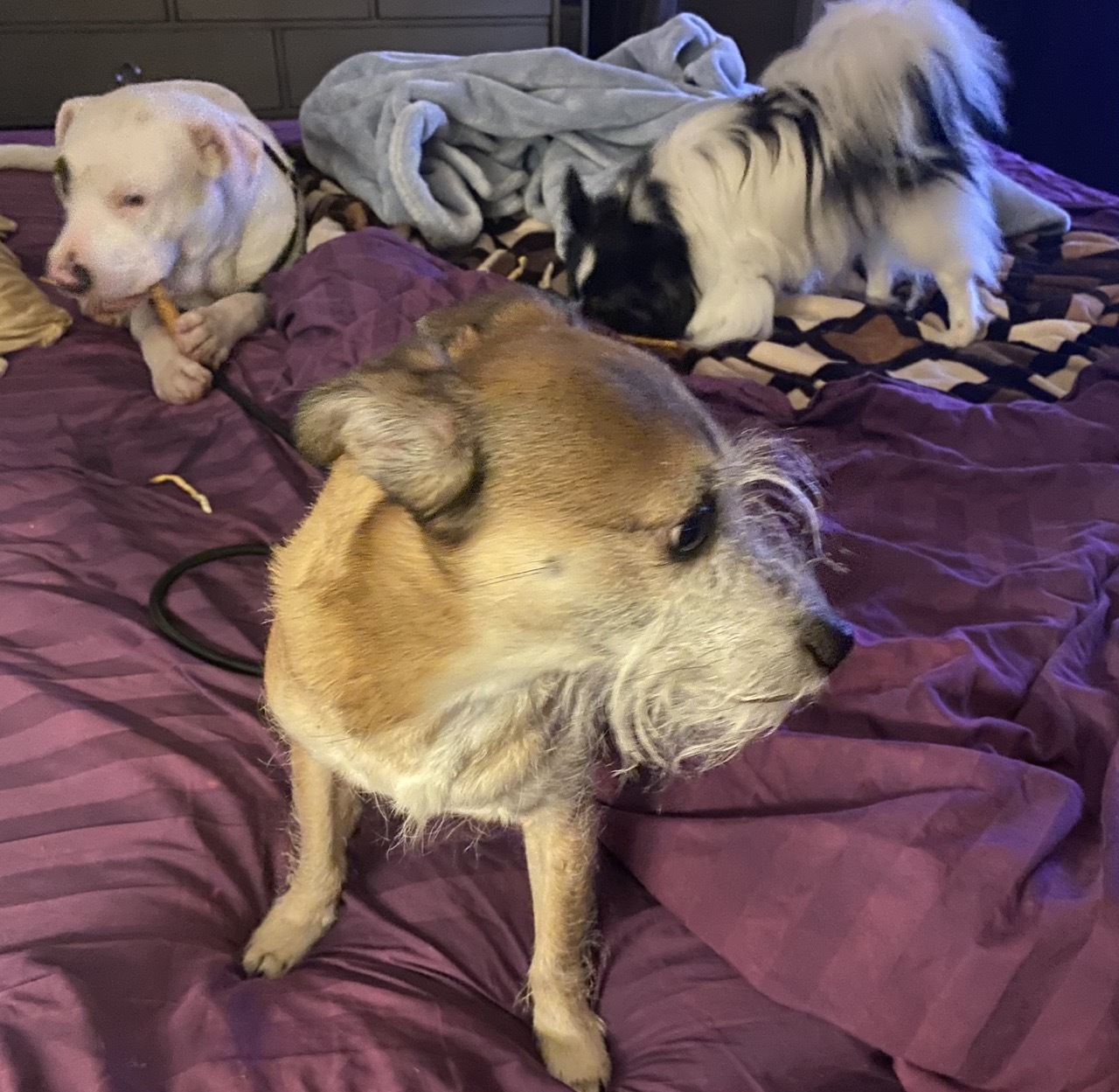 Enlarge Pluto, a Adopted mixed breed in Fort Worth, TX image 4/22