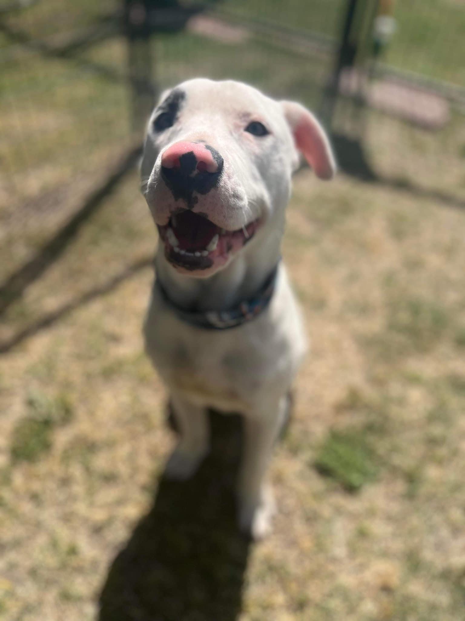 Enlarge Pluto, a Adopted mixed breed in Fort Worth, TX image 5/22